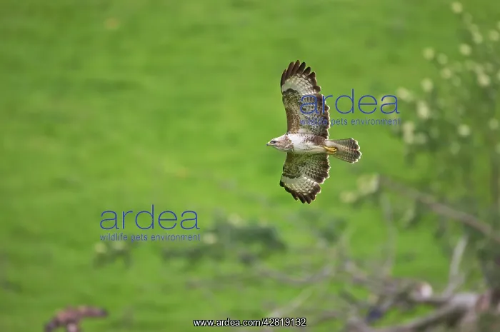 : Buzzard - in flight : Buzzard - in flight
