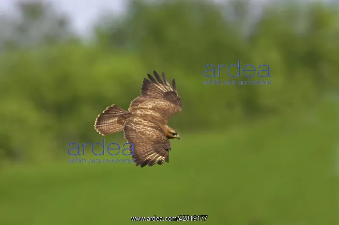 : Buzzard - in flight : Buzzard - in flight