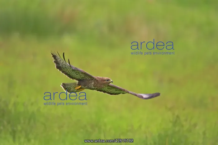 : Buzzard - in flight : Buzzard - in flight