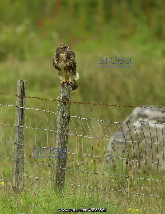 : Buzzard - juvenile calling from field fence post : Buzzard - juvenile calling from field fence post