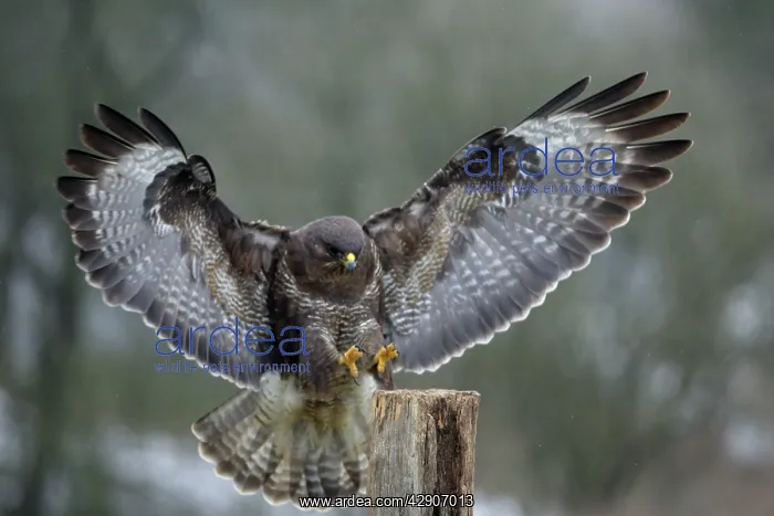 : Buzzard - Landing on field post in winter : Buzzard - Landing on field post in winter