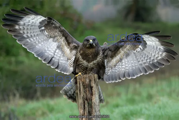 : Buzzard - Landing on post, wings outstretched : Buzzard - Landing on post, wings outstretched