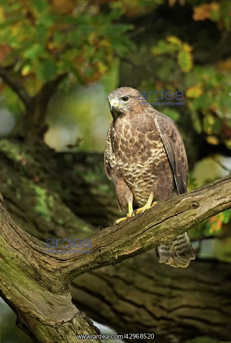 : Buzzard - perched in old oak tree in early morning : Buzzard - perched in old oak tree in early morning