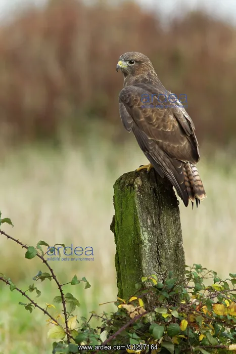 : Buzzard - perched on old post - November : Buzzard - perched on old post - November