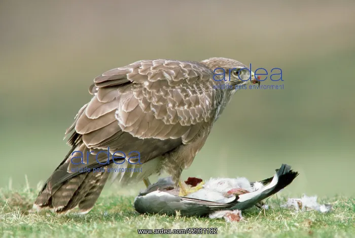 : Buzzard - at pigeon prey : Buzzard - at pigeon prey