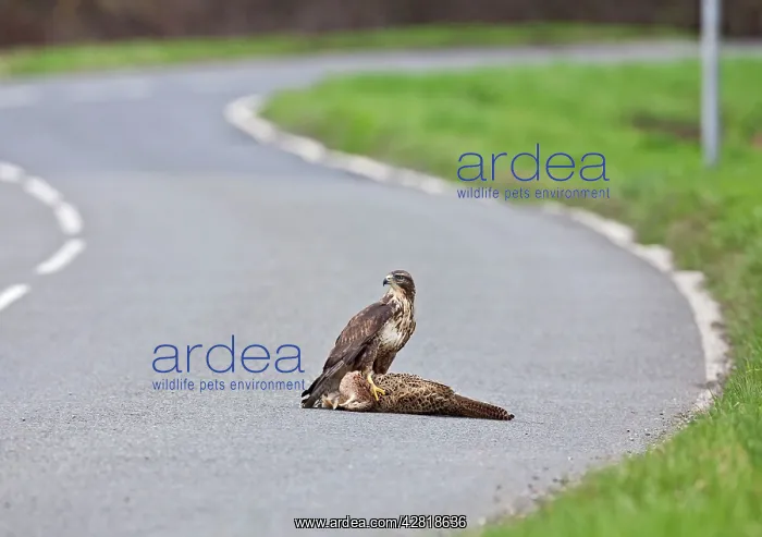 : Buzzard - on road kill : Buzzard - on road kill