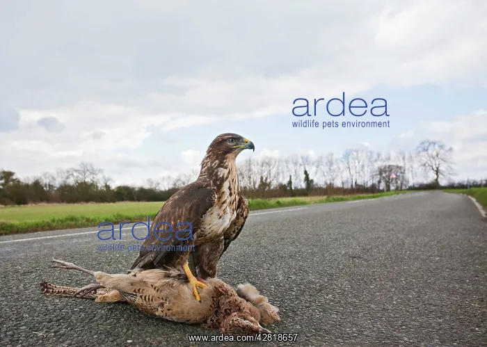 : Buzzard - on road kill : Buzzard - on road kill
