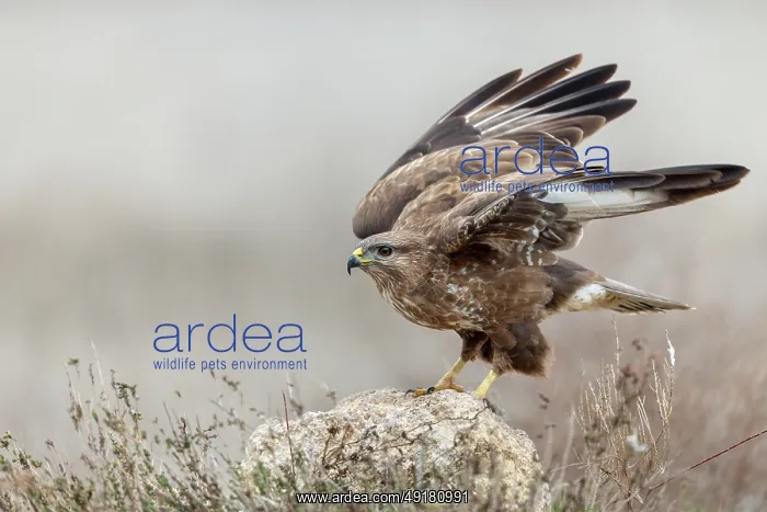  : Buzzard - on Rock - UK