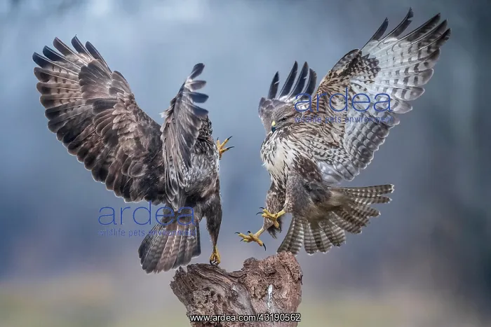 : Two Buzzards (Buteo buteo) fighting for the perch : Two Buzzards (Buteo buteo) fighting for the perch