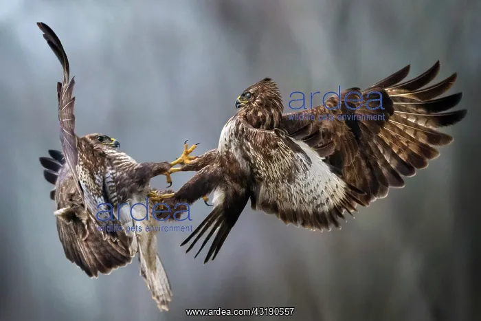 : two buzzards fighting in the air, Valli di Argenta : two buzzards fighting in the air, Valli di Argenta