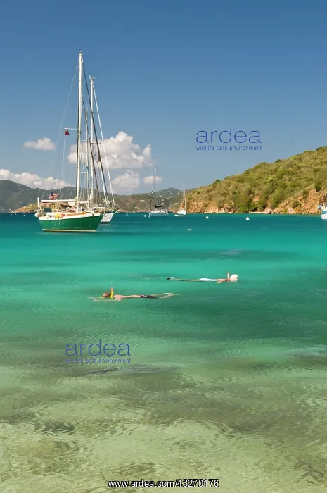 : BVI, Norman Island, the Bight. Snorkelers : BVI, Norman Island, the Bight. Snorkelers