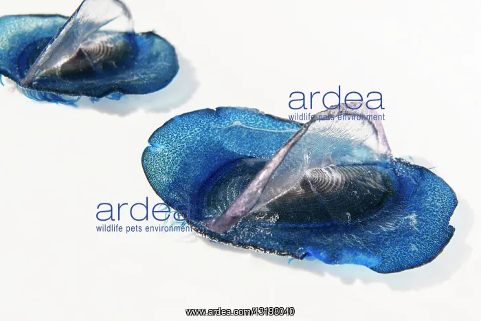 : By-the-wind sailor, Sea sail or purple sail (Velella : By-the-wind sailor, Sea sail or purple sail (Velella
