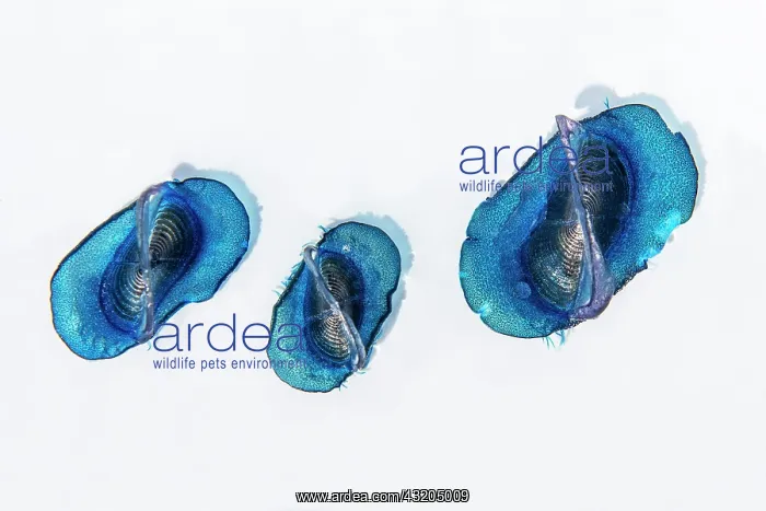 : By-the-wind sailor, Sea sail or purple sail (Velella : By-the-wind sailor, Sea sail or purple sail (Velella