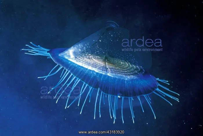 : By-the-wind Sailor (Velella velella), Mediterranean : By-the-wind Sailor (Velella velella), Mediterranean