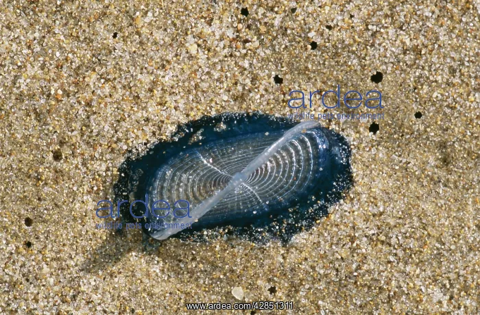 : By-the-wind Sailors Jellyfish : By-the-wind Sailors Jellyfish