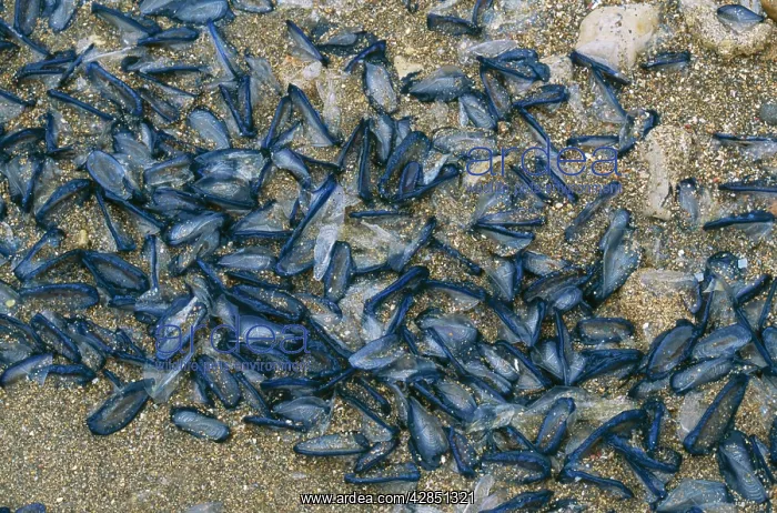 : By-the-wind Sailors Jellyfish - Washed up in huge mass : By-the-wind Sailors Jellyfish - Washed up in huge mass