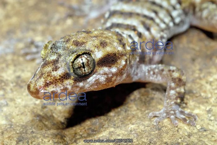 : Bynoe's Gecko : Bynoe's Gecko