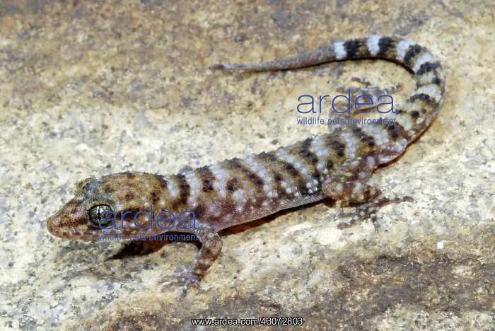  : Bynoe's Gecko