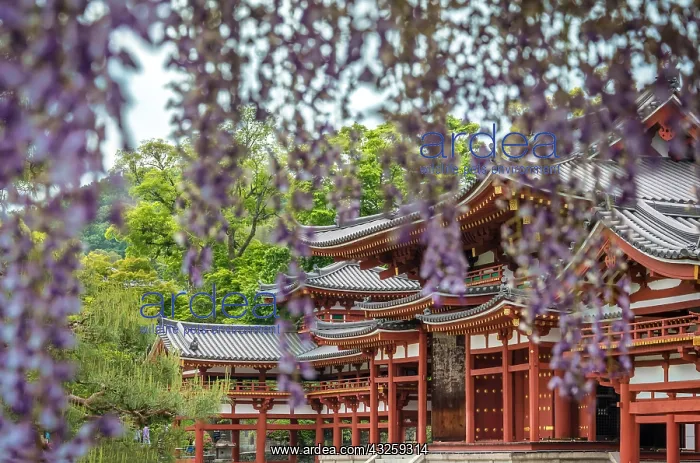 : Byodin temple with wysteria in full bloom, Ky&, x134bec; : Byodin temple with wysteria in full bloom, Ky&, x134bec;