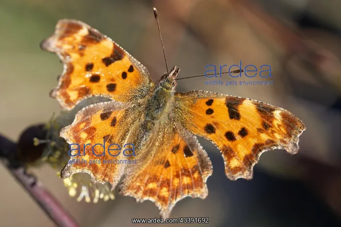 : C-moth on the pussy willow : C-moth on the pussy willow