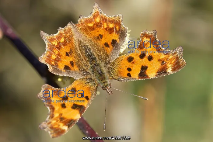 : C-moth in spring at the willow catkin : C-moth in spring at the willow catkin