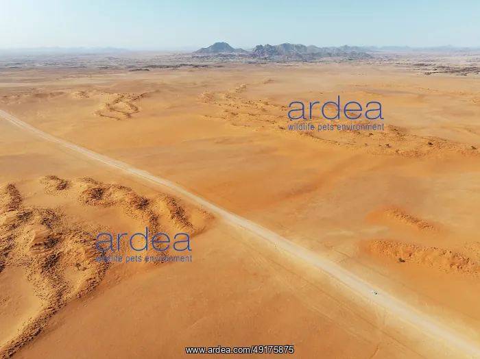 : The C14 gravel road at the edge of the Namib Desert : The C14 gravel road at the edge of the Namib Desert