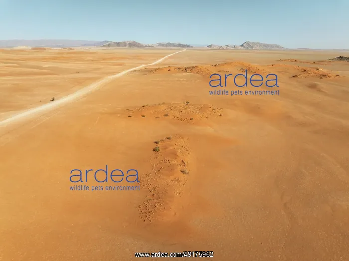 : The C14 gravel road at the edge of the Namib Desert : The C14 gravel road at the edge of the Namib Desert
