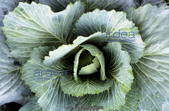  : Cabbage