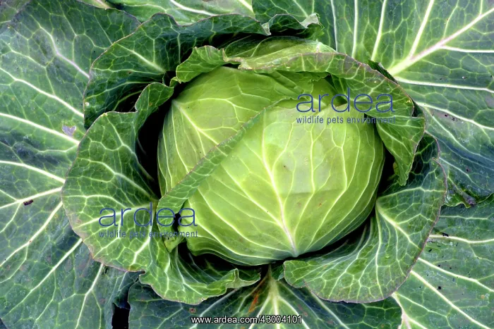  : Cabbage Samarash variety