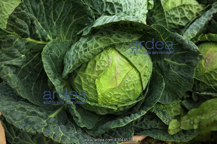 : Cabbage, Brassica oleracea capitata : Cabbage, Brassica oleracea capitata