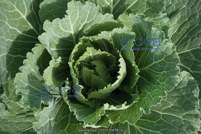 : Cabbage, Brassica oleracea Bacalan de Rennes : Cabbage, Brassica oleracea Bacalan de Rennes