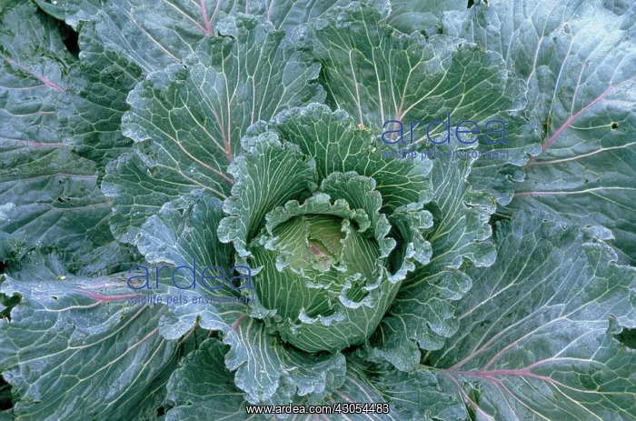 : Cabbage, Savoy cabbage, Brassica oleracea subauda : Cabbage, Savoy cabbage, Brassica oleracea subauda