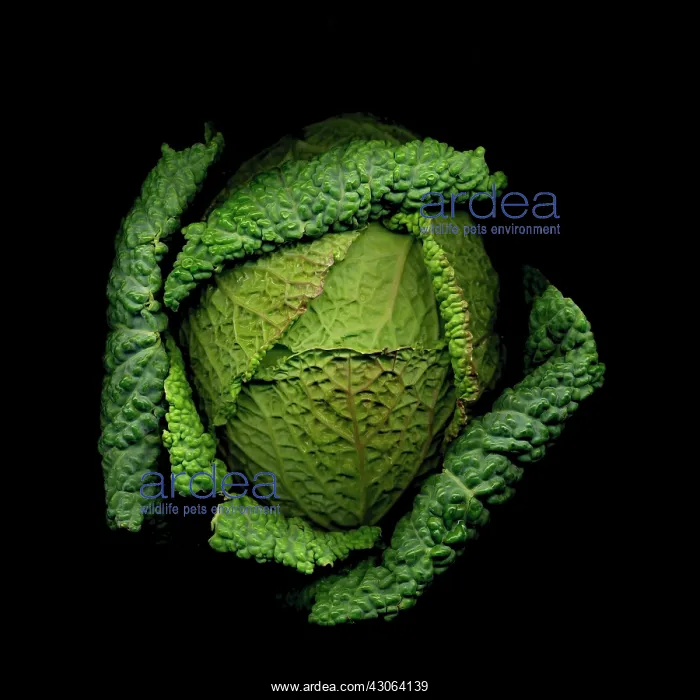 : Cabbage, Savoy cabbage, Brassica oleracea subauda : Cabbage, Savoy cabbage, Brassica oleracea subauda