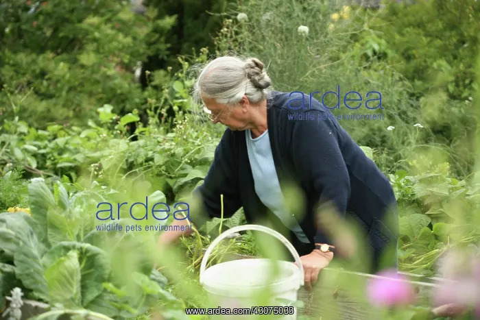 : Cabbage, Brassica oleracea : Cabbage, Brassica oleracea