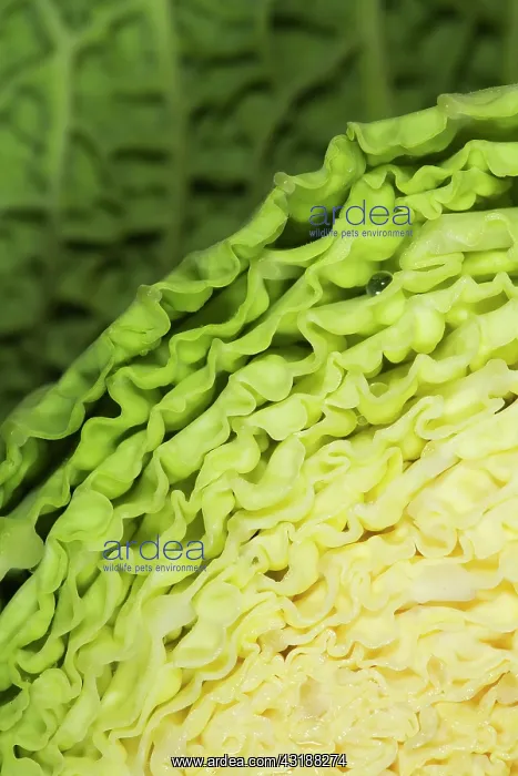 : Cabbage (Brassica oleracea) sliced, Den Helder : Cabbage (Brassica oleracea) sliced, Den Helder