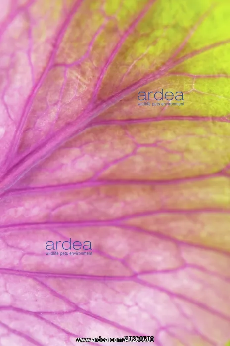 : Cabbage, Ornamental cabbage, Brassica oleracea : Cabbage, Ornamental cabbage, Brassica oleracea