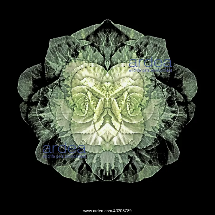 : Cabbage, Ornamentalcabbage, Brassica oleracea : Cabbage, Ornamentalcabbage, Brassica oleracea