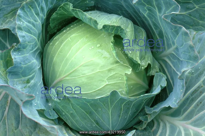 : Cabbage plant close-up : Cabbage plant close-up