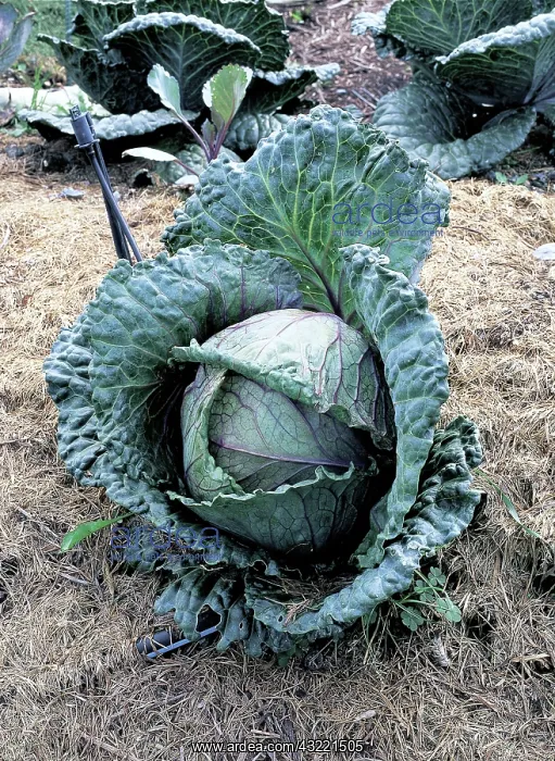 : Cabbage. Capitata Cabbage (Brassica oleracea), cultivar, Pennsylvania : Cabbage. Capitata Cabbage (Brassica oleracea), cultivar, Pennsylvania
