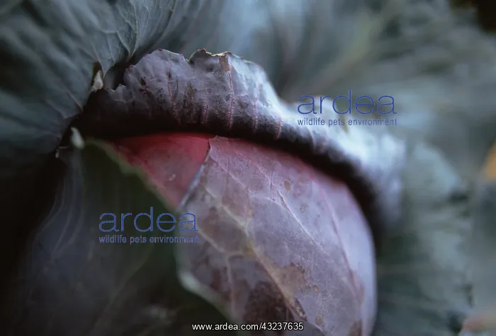 : Cabbage, Red cabbage, Brassica oleracea : Cabbage, Red cabbage, Brassica oleracea