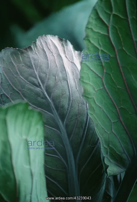 : Cabbage, Brassica oleracea : Cabbage, Brassica oleracea