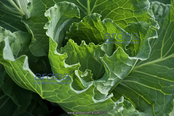 : Cabbage, Brassica oleracea Bacalan de Rennes : Cabbage, Brassica oleracea Bacalan de Rennes