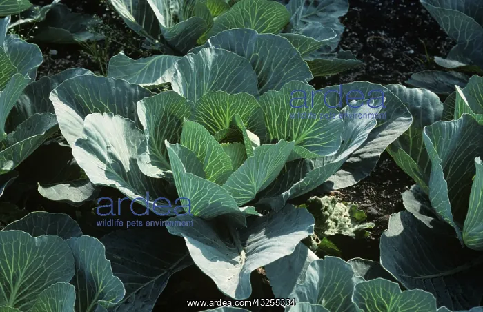 : Cabbage (Brassica oleracea) : Cabbage (Brassica oleracea)