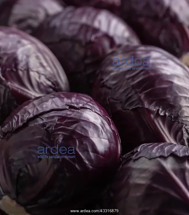 : Cabbage, Brassica oleracea capitata, Several shiny : Cabbage, Brassica oleracea capitata, Several shiny
