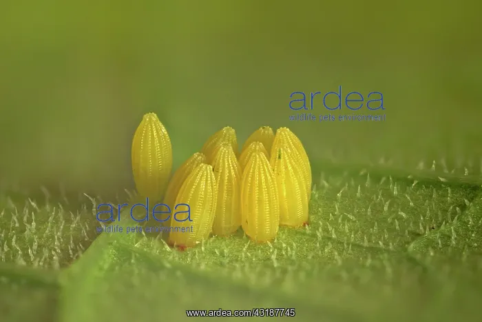 : Cabbage butterfly (Pieris brassicae), eggs, Germany : Cabbage butterfly (Pieris brassicae), eggs, Germany