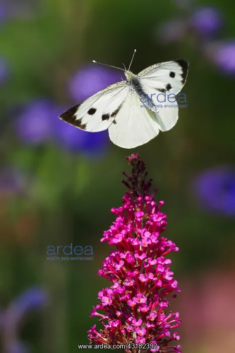 : Cabbage butterfly (Pieris brassicae) flies to the : Cabbage butterfly (Pieris brassicae) flies to the