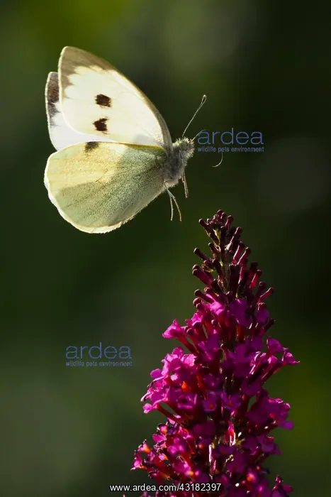  : Cabbage butterfly (Pieris brassicae) flies to the