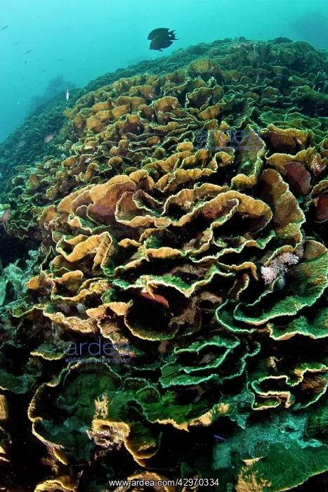 : Cabbage Coral : Cabbage Coral