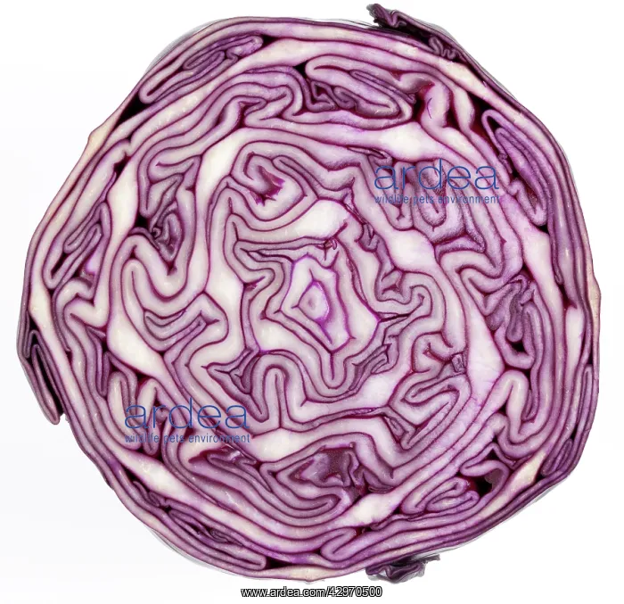 : Cabbage - cross-section : Cabbage - cross-section