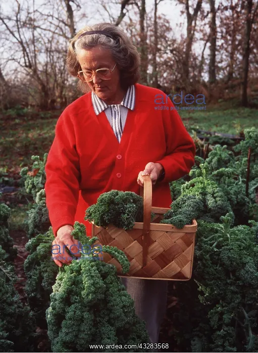 : CABBAGE / CURLY KALE - woman picking : CABBAGE / CURLY KALE - woman picking